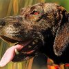 Close Up Plott Hound Side Profile paint by number