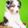 Cute Mini Aussie paint by number