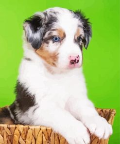 Cute Mini Aussie paint by number