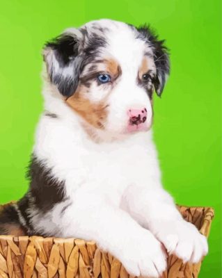 Cute Mini Aussie paint by number