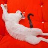 Cute White Cat With Black Tail On Sofa paint by number