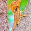 Frilled Lizard On Tree paint by number