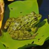 Green Frog On Lily Pad paint by number