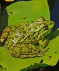 Green Frog On Lily Pad paint by number