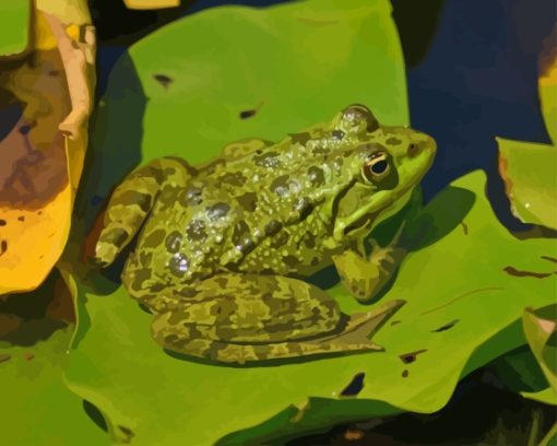 Green Frog On Lily Pad paint by number