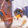 Horse With Mini Aussie paint by number