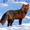 Melanistic Fox In Snow paint by number