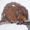 Muskrat In Snow Paint by number