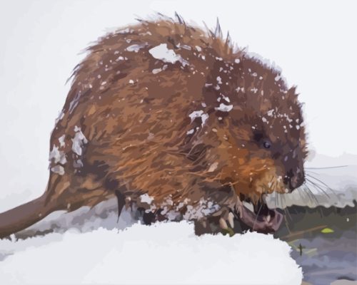 Muskrat In Snow Paint by number