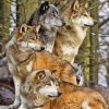 Pack Of Wolves paint by number