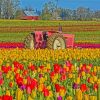 Pink Tractor In Tulips Meadow paint by number