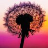 Purple Sunset Dandelion Silhouette Paint by number