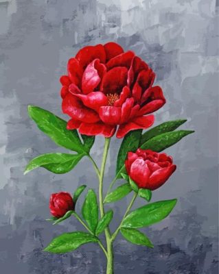 Red Peonies paint by number