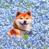 Shiba In Blue Flower Field paint by number