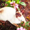 Siamese Oriental Cat With Pink Flowers Paint by number