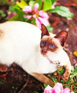 Siamese Oriental Cat With Pink Flowers Paint by number