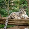 Snow Leopard On Tree Branch paint by number