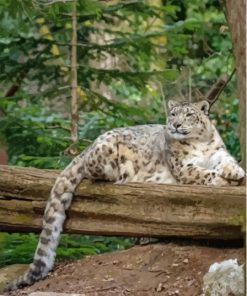 Snow Leopard On Tree Branch paint by number