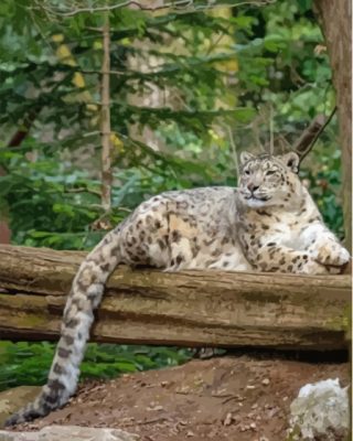 Snow Leopard On Tree Branch paint by number