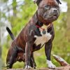 Staffordshire Bull Terrier paint by number