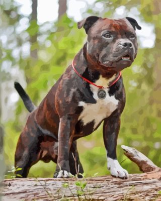 Staffordshire Bull Terrier paint by number