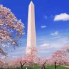 The Washington Monument Cherry Blossom paint by number