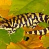 Tiger Salamander Amphibian Paint by number