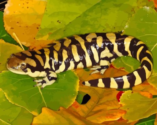 Tiger Salamander Amphibian Paint by number