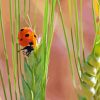 Wheat And Ladybug paint by number