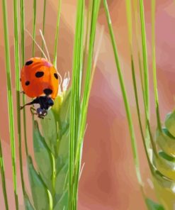 Wheat And Ladybug paint by number