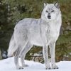 White And Grey Wolf paint by number