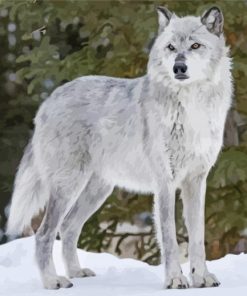 White And Grey Wolf paint by number