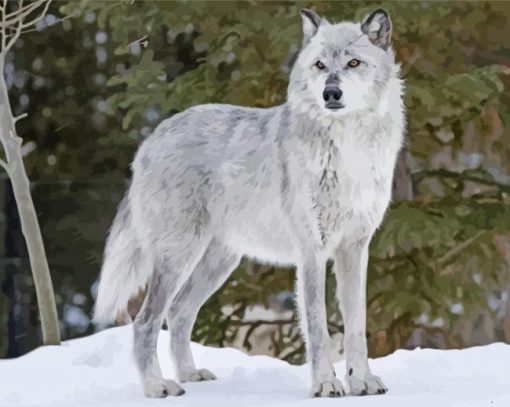 White And Grey Wolf paint by number