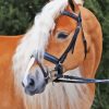 Wild Haflinger Horse paint by number