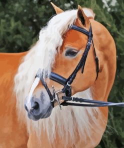 Wild Haflinger Horse paint by number