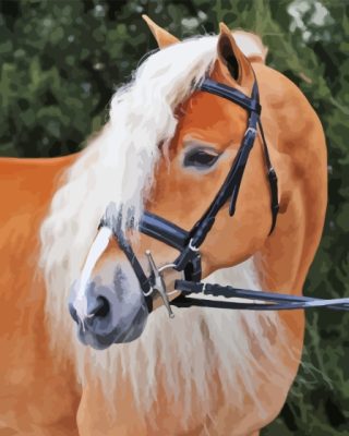 Wild Haflinger Horse paint by number