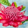 Aesthetic Waratah paint by number