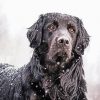 Black Golden Retriever In Snow paint by number