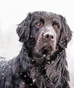 Black Golden Retriever In Snow paint by number