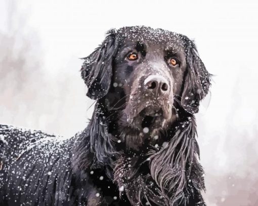 Black Golden Retriever In Snow paint by number