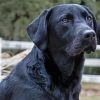 Black Golden Retriever paint by number