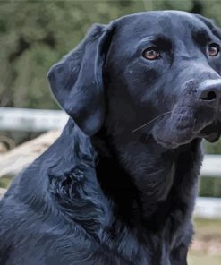 Black Golden Retriever paint by number