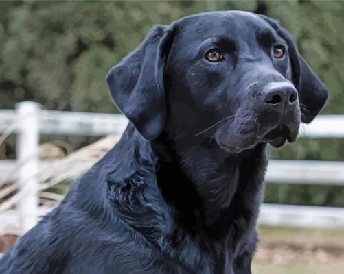 Black Golden Retriever paint by number