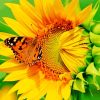 Butterfly On Sunflower Paint By Numbers