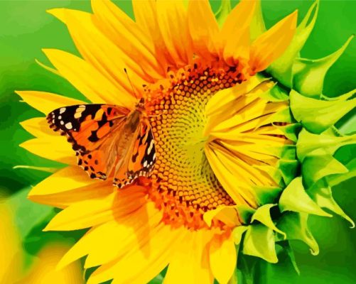 Butterfly On Sunflower Paint By Numbers