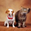 Cat And Jack Russell Dog Paint by number