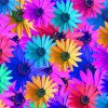 Colorful Sunflowers By Painting With number