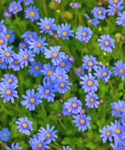 Cool Blue Daisies paint by number