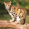 Cute Baby Clouded Leopard paint by number