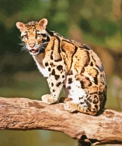 Cute Baby Clouded Leopard paint by number